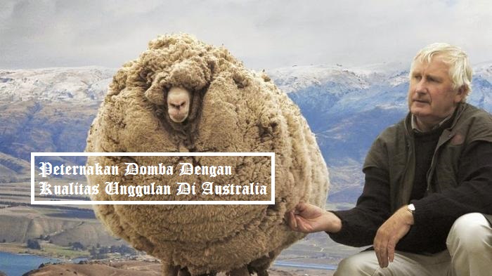Peternakan Domba Dengan Kualitas Unggulan Di Australia
