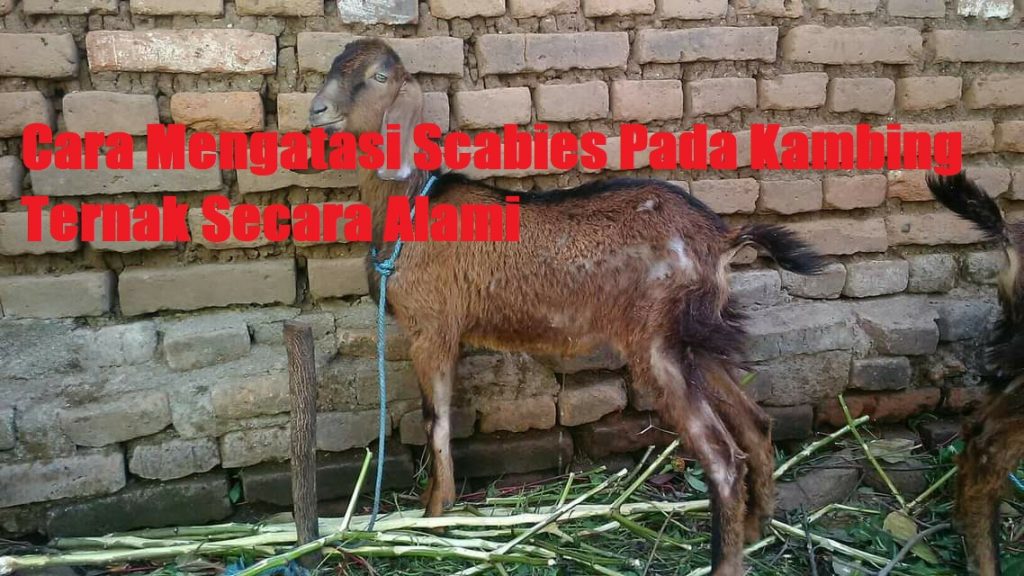 Cara Mengatasi Scabies Pada Kambing
