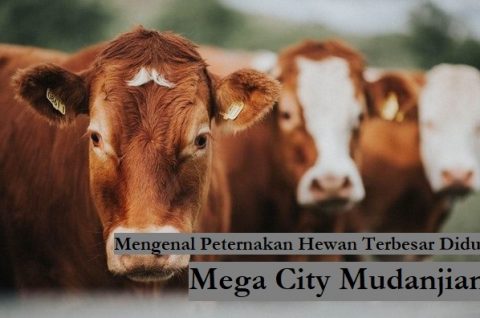 Mengenal Peternakan Hewan Terbesar Didunia | Mega City Mudanjiang